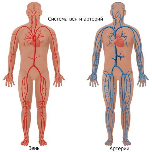 вены и артерии