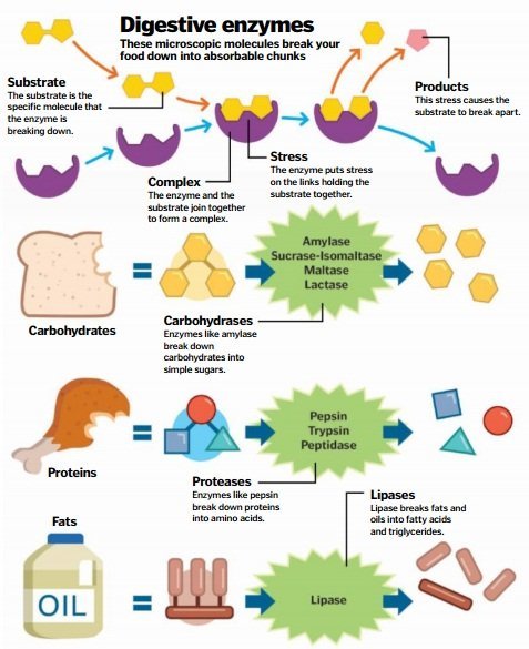 digestive-enzimes