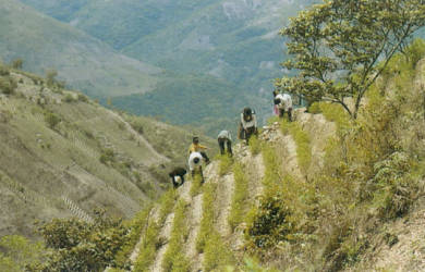 Сбор урожая коки в Боливии