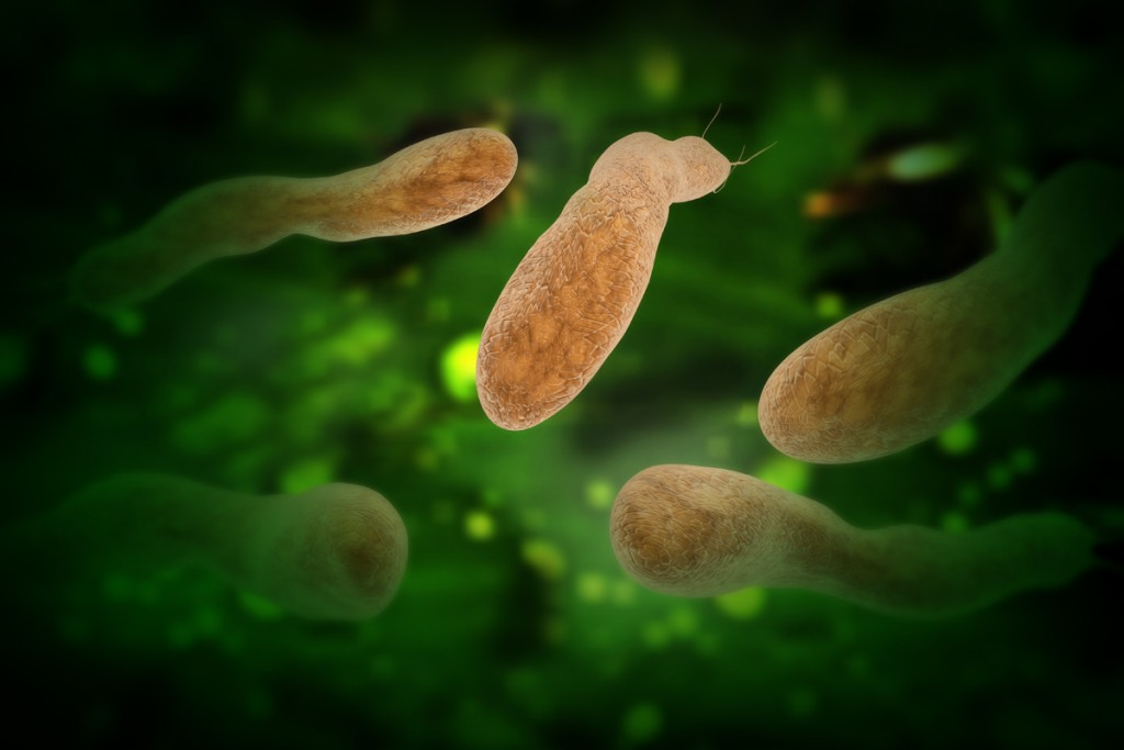 изображение Helicobacter pylori