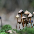 волшебные грибы