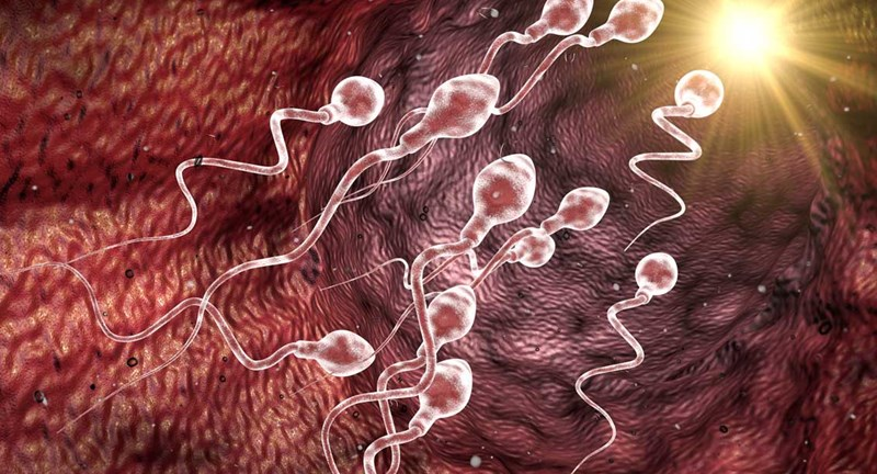 Количество сперматозоидов у мужчин