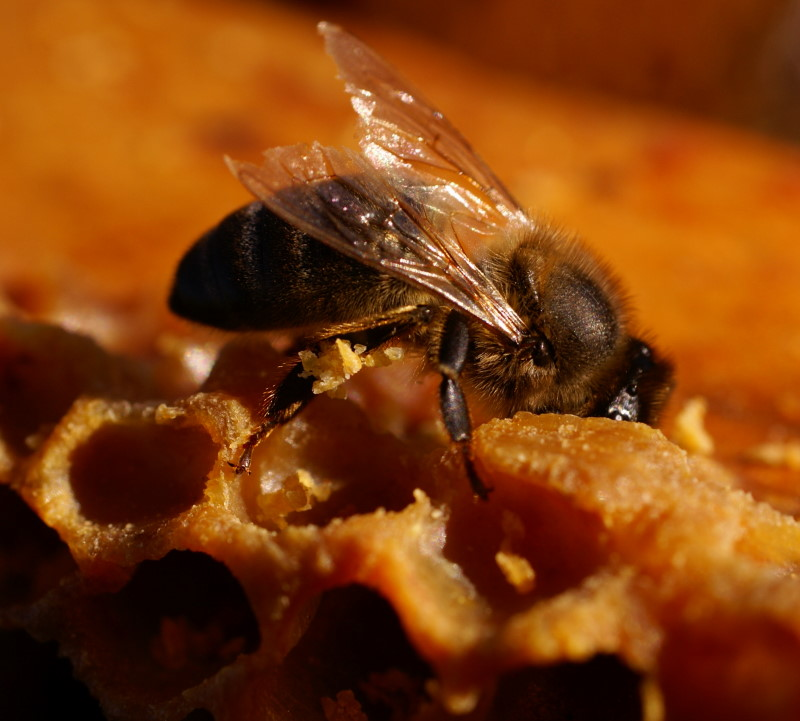 медовая пчелка