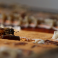 Как отличить поддельный мед на рынке