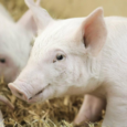 Трансплантация от свиней к человеку: CRISPR делает это возможным