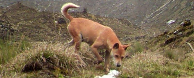 Новогвинейская горная собака