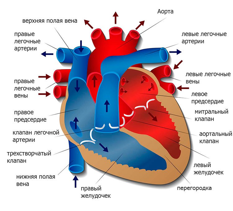 диаграмма сердца человека