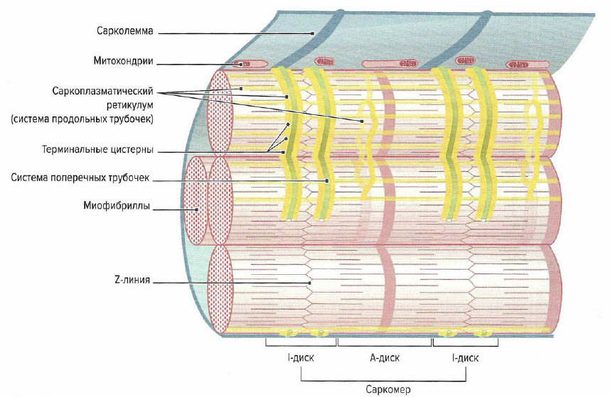 Строение саркоплазматического ретикулума и систему поперечных Т-трубочек