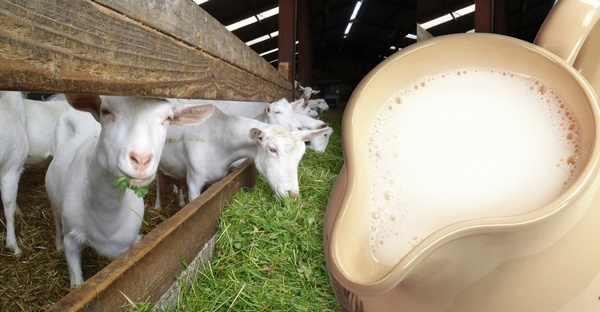 козы и их молоко