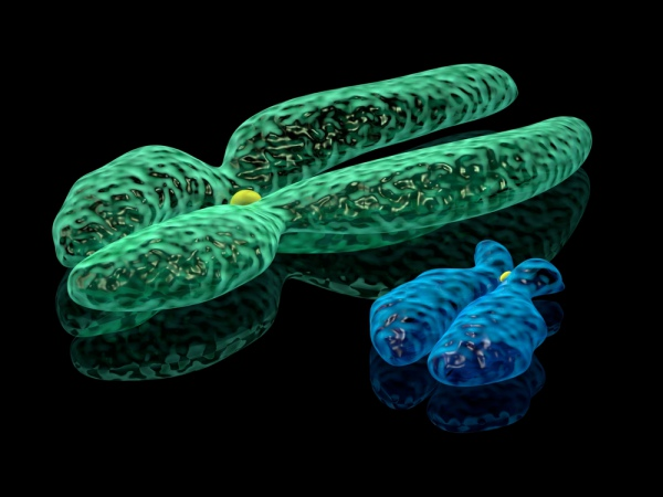 3D визуализация X и Y-хромосом