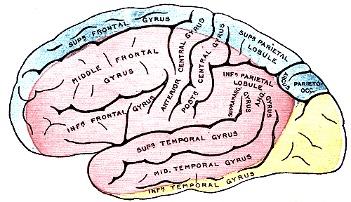 Внешняя поверхность головного мозга