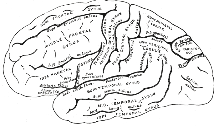 латеральная поверхность левого полушария головного мозга