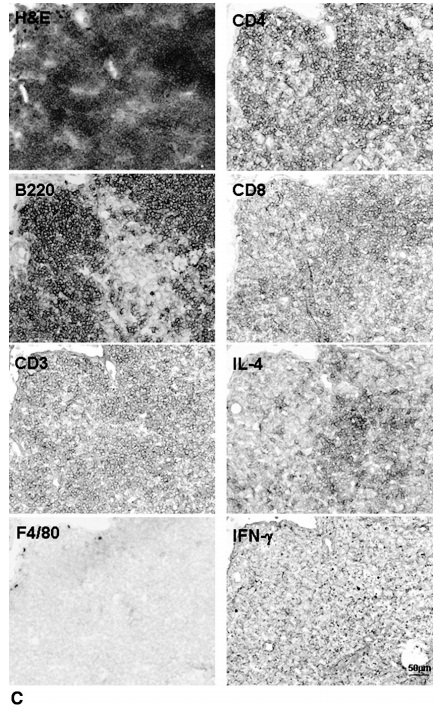 Лимфоидные агрегаты колонизируются CD3 + Т-клетками