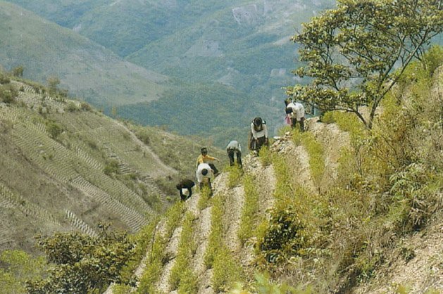 Сбор урожая коки в Боливии
