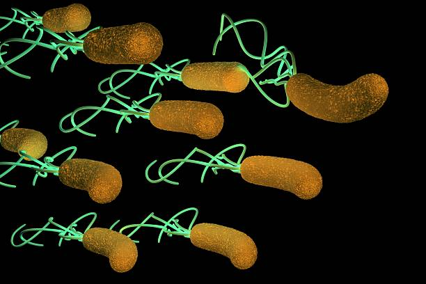 бактерия helicobacter pylori