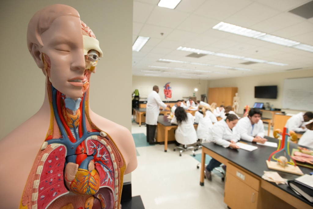 студенты изучают анатомию