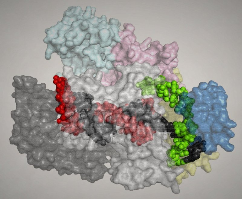Представление белка Cpf1