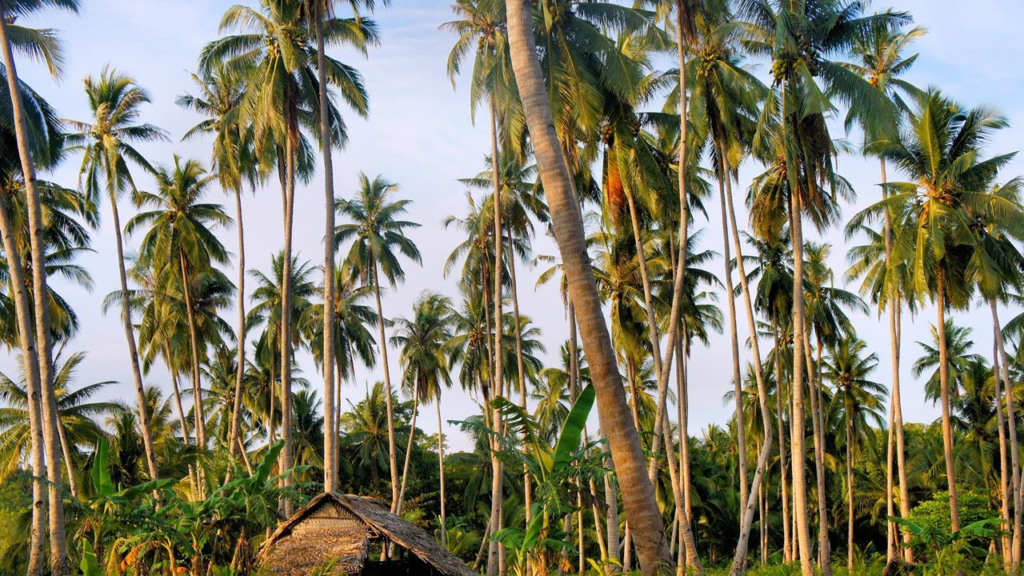 кокосовые пальмы