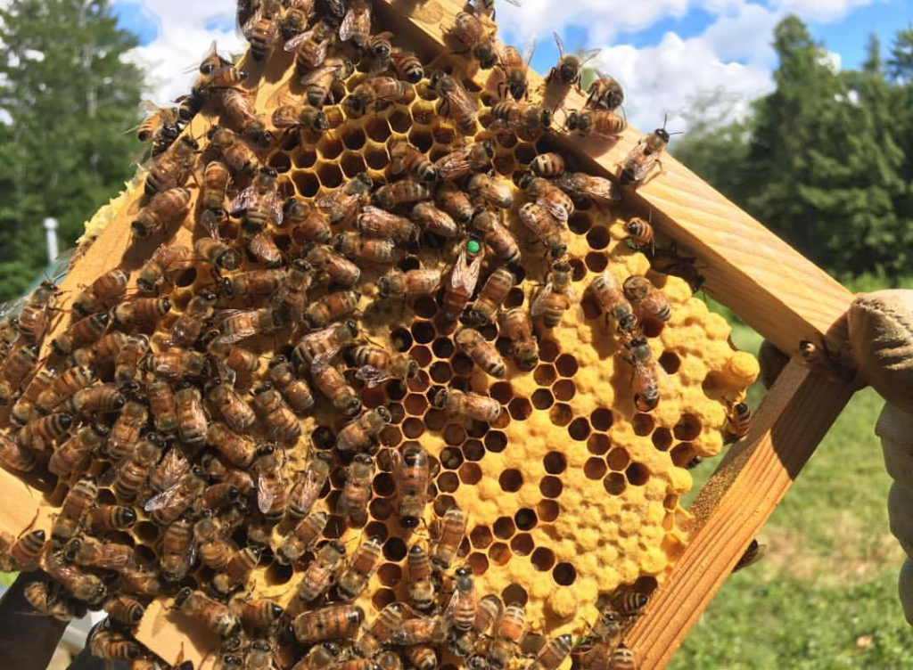 Большие соты с пчелками