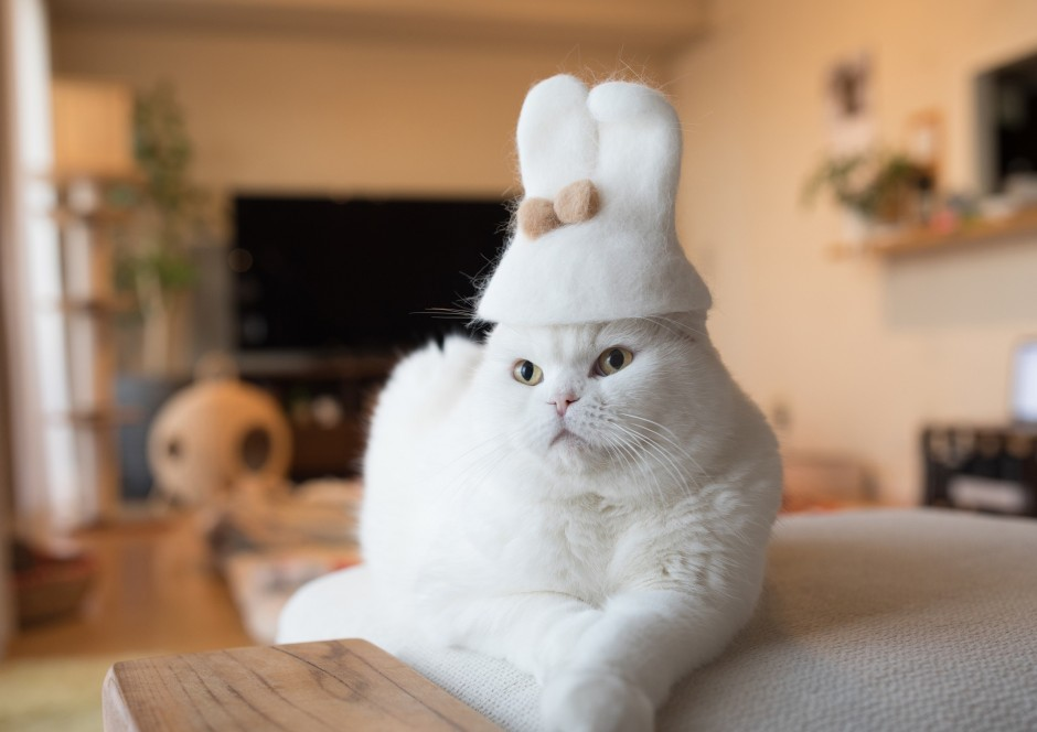 японская белая кошка