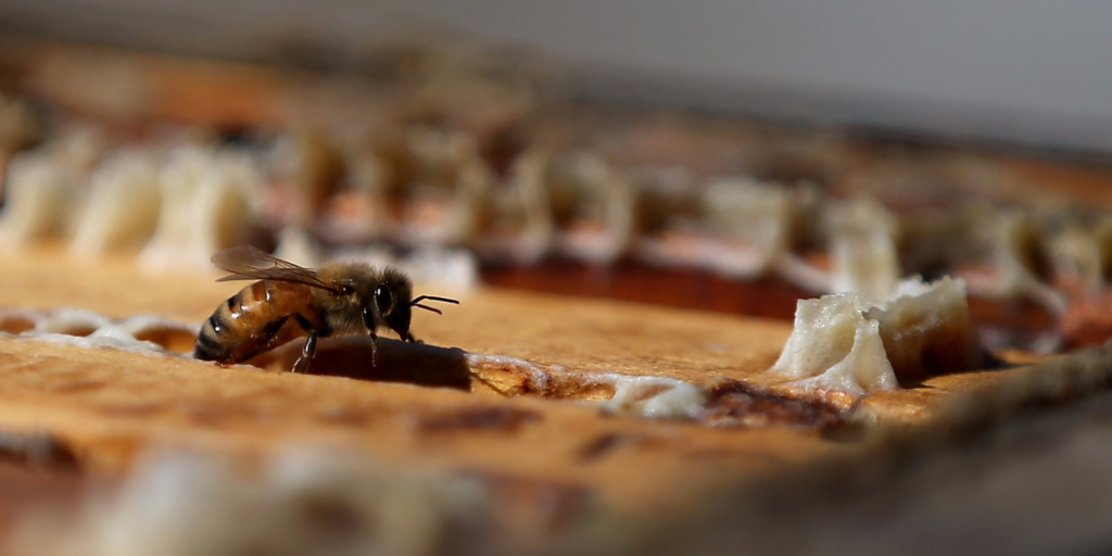 Пчелка делает мед