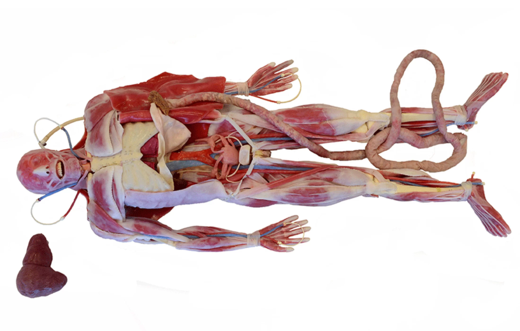 Кожа, мышцы и органы в анатомически точных синтетических трупах
