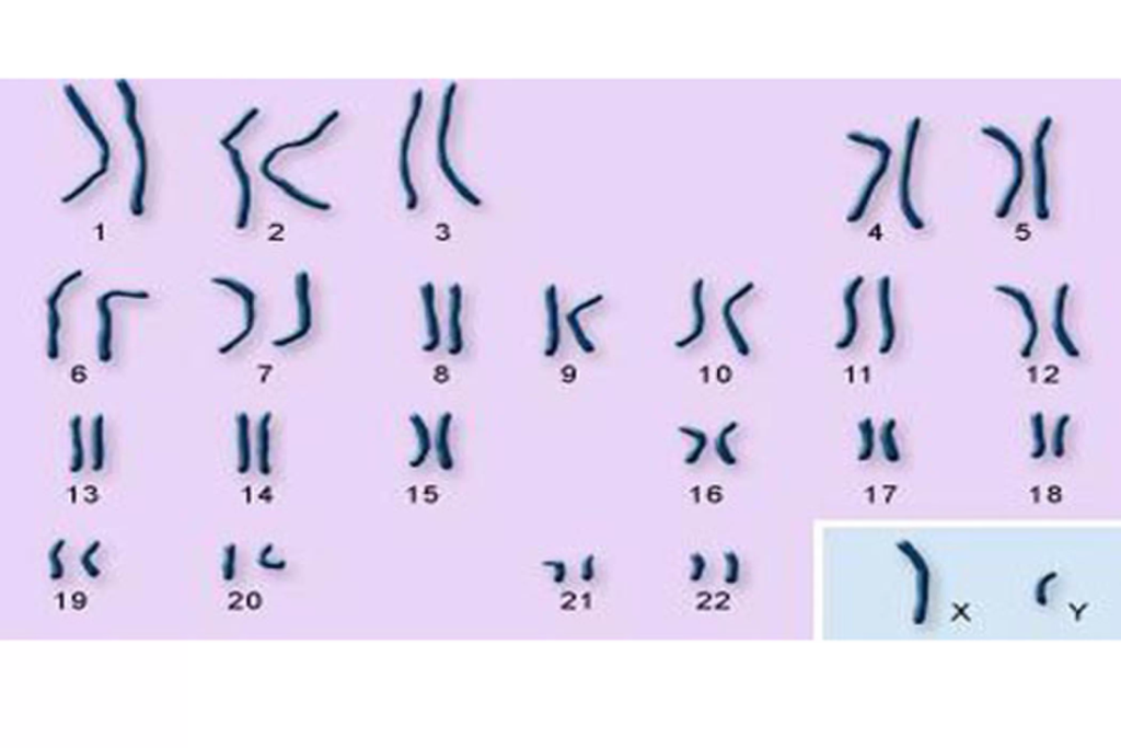 22 пары хромосом