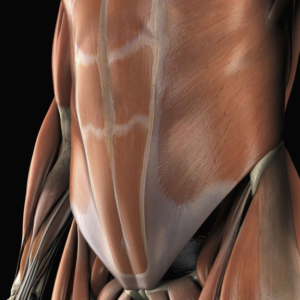 Анатомическая модель, показывающая нижние мышцы живота