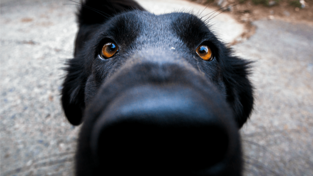 Собаки могут определить рак по запаху