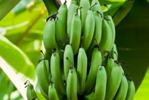 Незрелые бананы