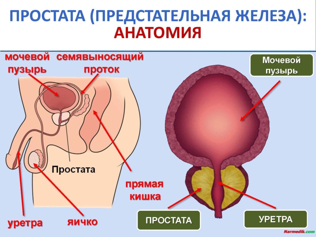 Предстательная железа анатомия