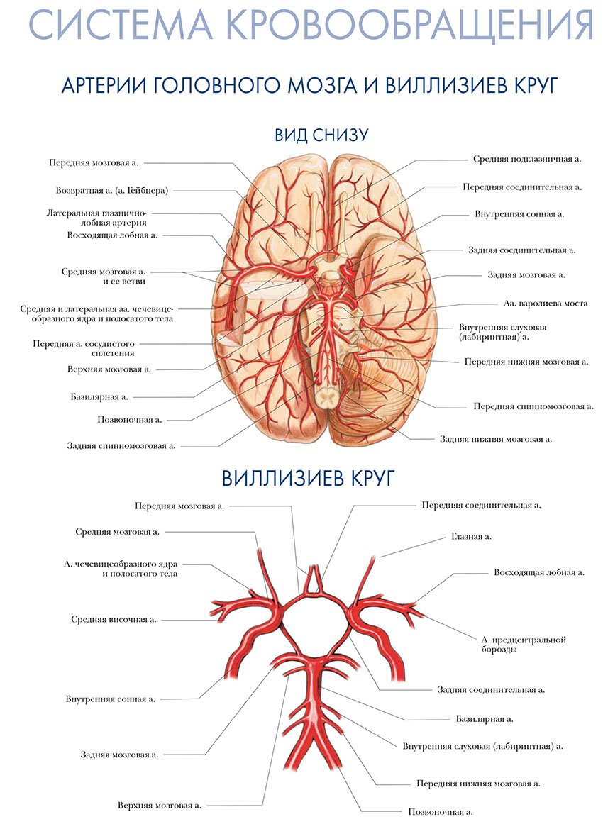 артерии головного мозга и валлизиев круг
