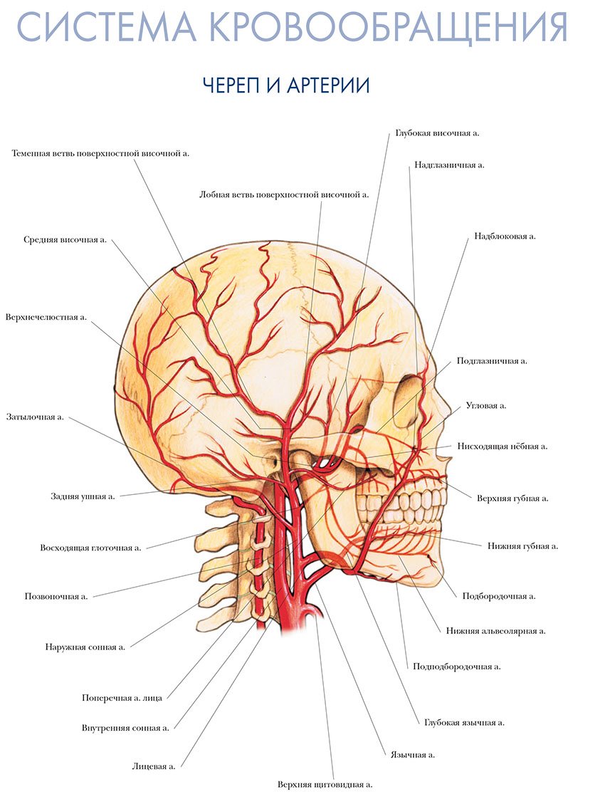 череп и артерии
