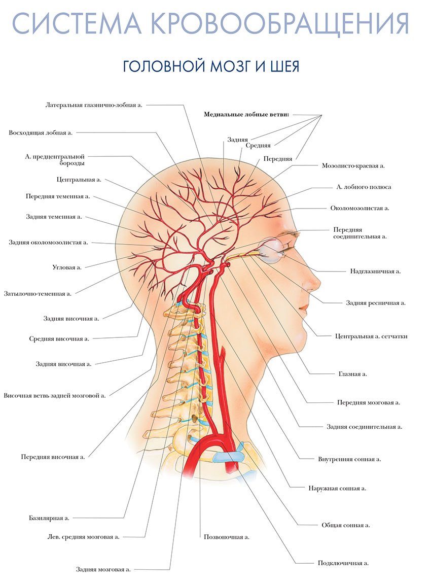 система кровообращения головного мозга и шеи