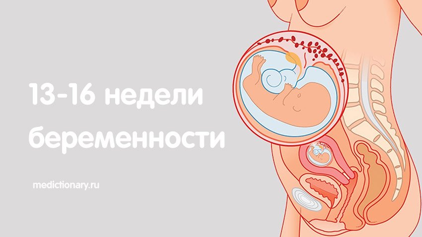 Эмбриональное развитие с 13 до 16 недель