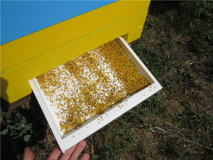 сбор пчелиной пыльцы