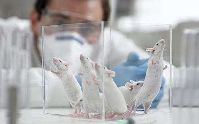 белые лабораторные крысы в банке