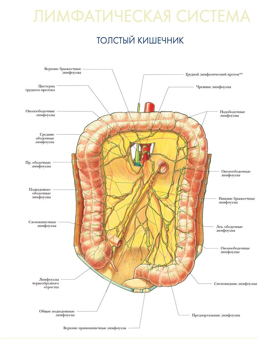 Лимфатическая система - толстый кишечник