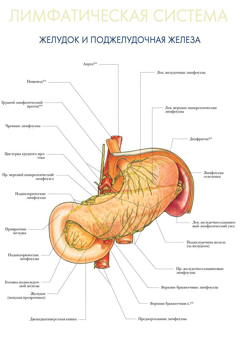 лимфатическая система желудок и поджелудочная