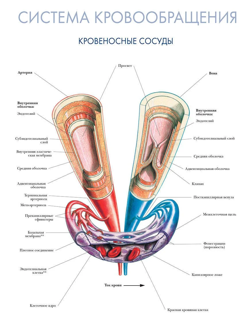 Мышечный слой артерий и вен. Строение сосудов Вена артерия анатомия. Строение кровеносных сосудов вены. Кровеносная система сосуды артерии вены. Сосуд строение артерия Вена.