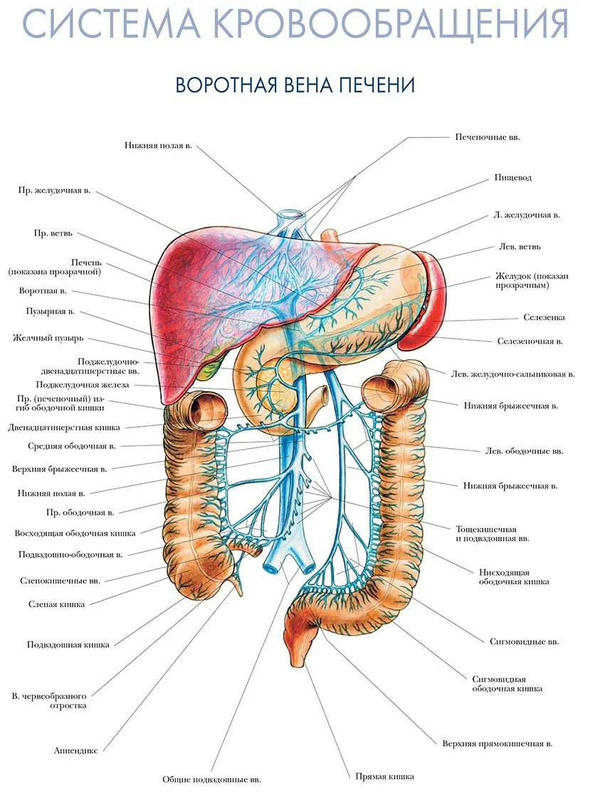 Система для печени. Схема строения воротной вены печени. Венозная система воротная Вена. Воротная Вена печени анатомия. Система воротной вены вены анатомия.
