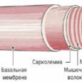Сарколемма и базальная мембрана