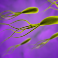Бактерия Helicobacter pylori