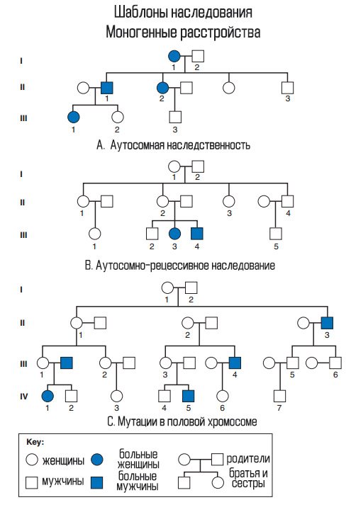 Типы моногенного наследования схема