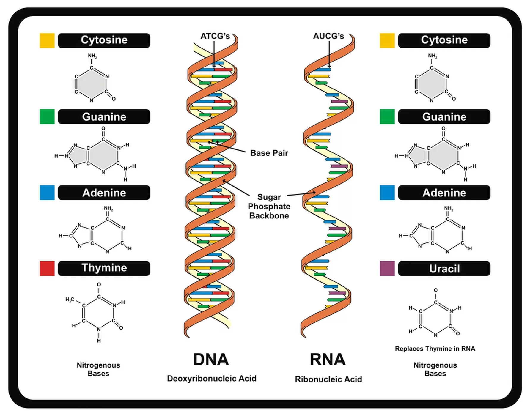 ДНК человека схема