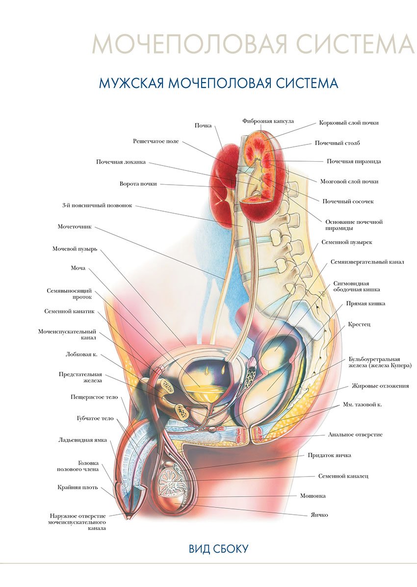 Мочевые органы мужчины. Мочеполовая система мужчины анатомия вид сбоку. Анатомический атлас человека Мочеполовая система. Строение мочеполовой системы человека мужчины. Строение женской мочевой системы.