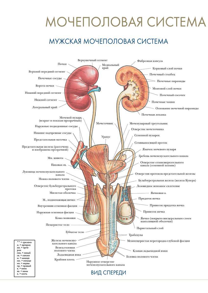 Половые органы мочевой системы. Строение женской мочевой системы. Строение мочевой системы у женщин. Внутреннее строение мочевого пузыря анатомия. Мочевая система анатомия схема.