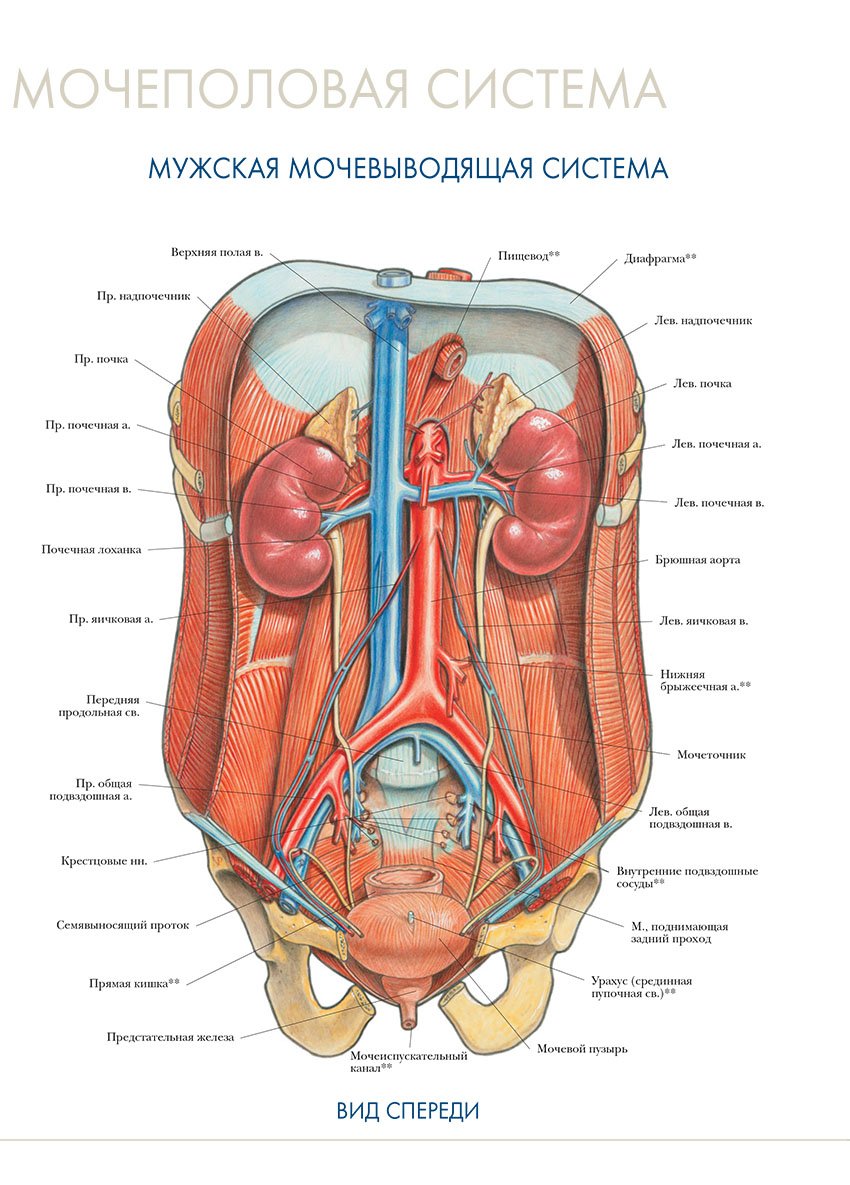Органов мужской мочеполовой системы вид сзади