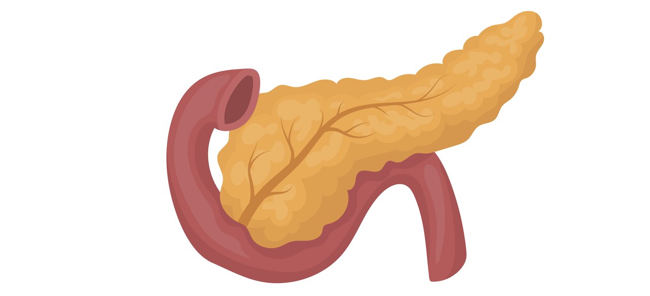 Поджелудочная железа нарисовать