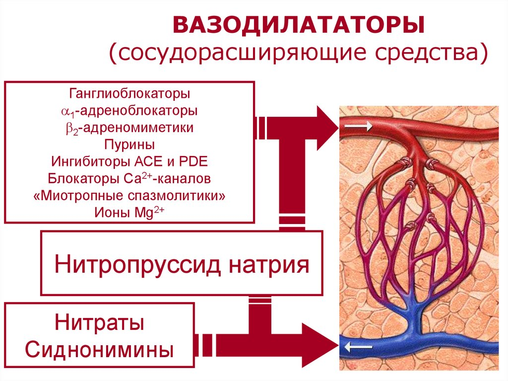 Расширение артериальных сосудов. Препараты расширяющие артериальные сосуды. Сосудорасширающие преп. Вазодилататоры. Вазодилатирующее средство.